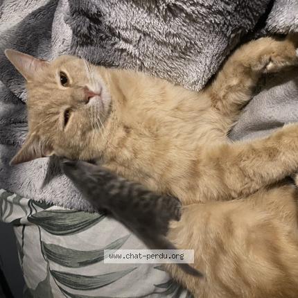 Foto 1/1 Roukmout Chat perdido en Saint hilaire de riez