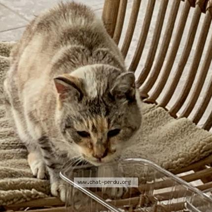 Foto 1/1 Gato encontrado Encontrado en Canules et argentieres