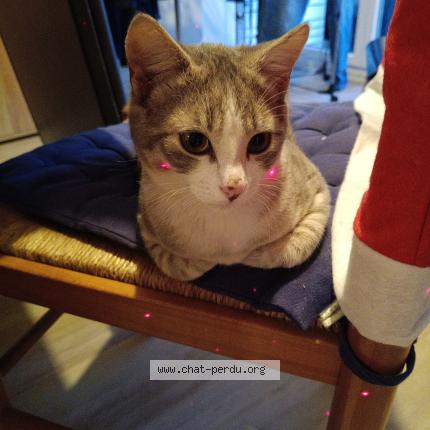 Foto 1/1 Gato encontrado Encontrado en Neufchatel en saosnois