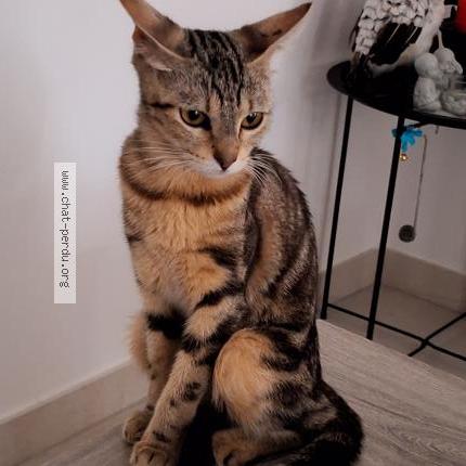 Foto 1/1 Océane Chat perdido en Serignan