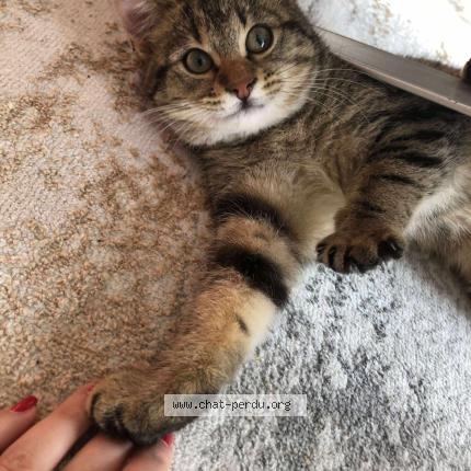 Foto 1/1 Gato encontrado Encontrado en Saint egreve