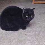 Foto de gato encontrado en Ravieres