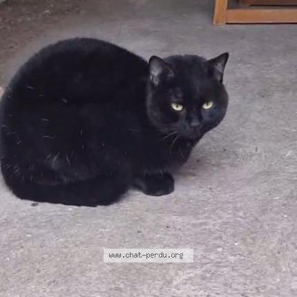 Foto 1/1 Gato encontrado Encontrado en Ravieres