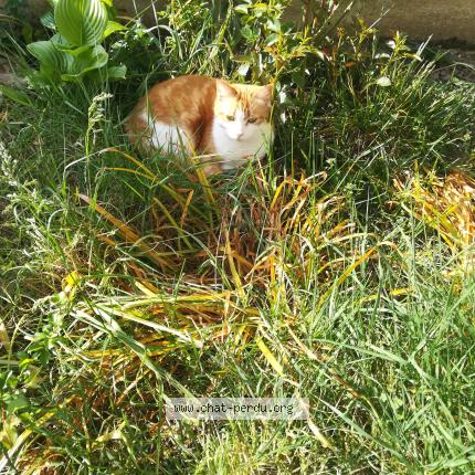 Foto 1/1 ECHAT Chat perdido en Albi