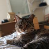 Foto del gato perdido en Brest