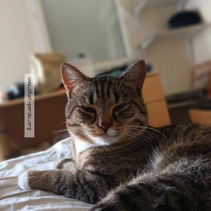 Foto 1/1 CARTMAN Chat perdido en Brest