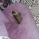 Foto de gato encontrado en Bruxelles