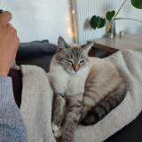 Foto del gato perdido en Marseille