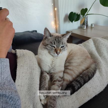 Foto 1/1 Delta Chat perdido en Marseille