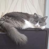 Foto del gato perdido en Canejan