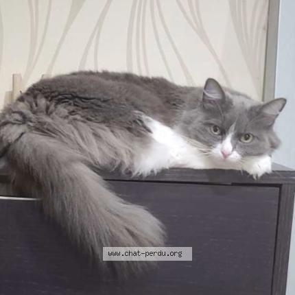 Foto 1/1 Choupette Chat perdido en Canejan