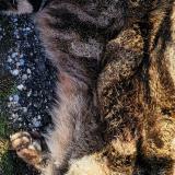 Foto de gato encontrado en Saint Clement De Riviere