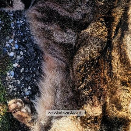 Foto 1/1 Gato encontrado Encontrado en Saint clement de riviere