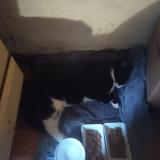 Foto de gato encontrado en Talence