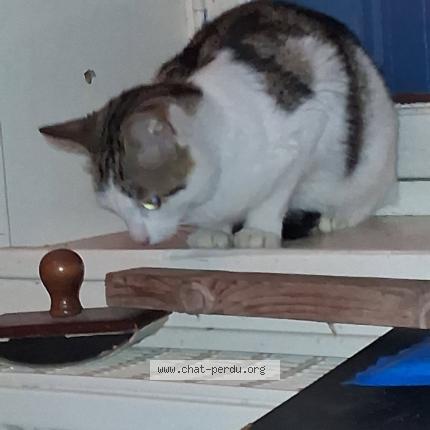 Foto 1/1 Gato encontrado Encontrado en Rochefort