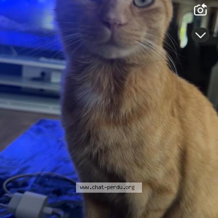 Foto 1/1 Pirate Chat perdido en Aunay sous crecy