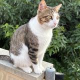 Foto del gato perdido en Paulhan