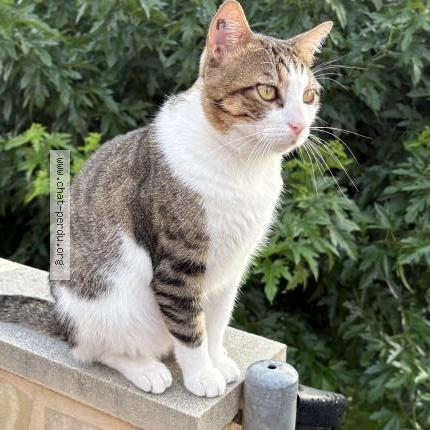 Foto 1/1 Oscar Chat perdido en Paulhan