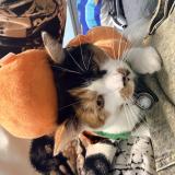 Foto del gato perdido en Canton