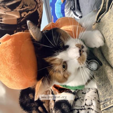 Foto 1/1 Bella Chat perdido en Canton