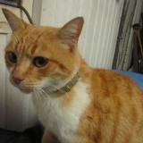 Foto de gato encontrado en Mazamet