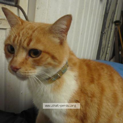 Foto 1/1 Gato encontrado Encontrado en Mazamet