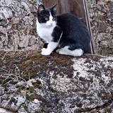 Foto del gato perdido en Bressuire 79300