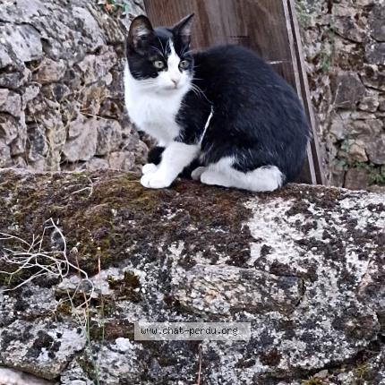 Foto 1/1 Chat Chat perdido en Bressuire 79300