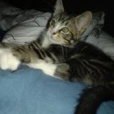 Foto del gato perdido en Saint Germain Du Bois