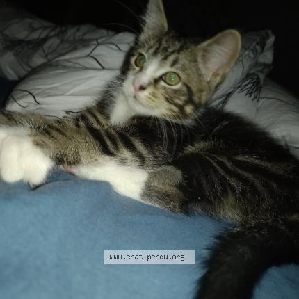 Foto 1/1 Atchoum Chat perdido en Saint germain du bois