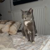 Foto del gato perdido en Vannes