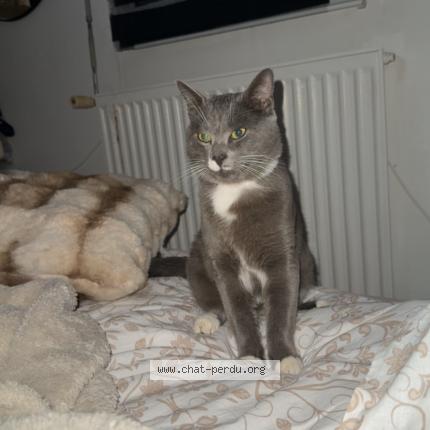 Foto 1/1 Louki Chat perdido en Vannes
