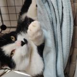 Foto del gato perdido en Vasselay