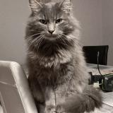 Foto del gato perdido en Brive La Gaillarde