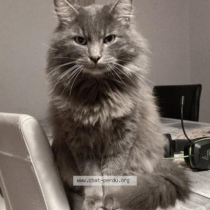 Foto 1/1 Guizmo Chat perdido en Brive la gaillarde