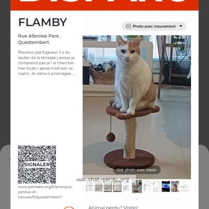 Foto 1/1 FLAMBY Chat perdido en Questembert
