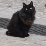 Foto de gato encontrado en La Cadiere D Azur