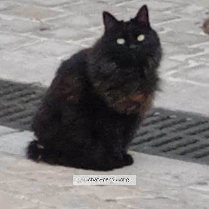 Foto 1/1 Gato encontrado Encontrado en La cadiere d azur