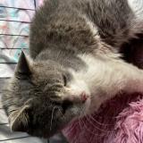 Foto de gato encontrado en Roybon