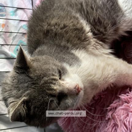 Foto 1/1 Gato encontrado Encontrado en Roybon