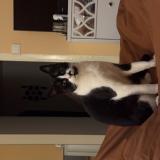 Foto del gato perdido en Cannes