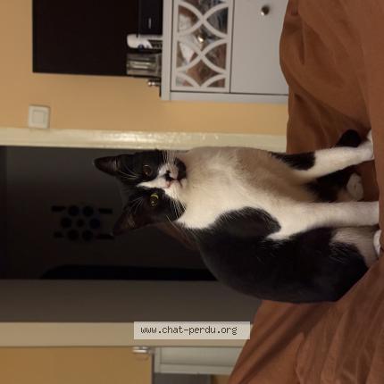 Foto 1/1 Styx Chat perdido en Cannes