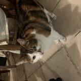 Foto de gato encontrado en Triel Sur Seine