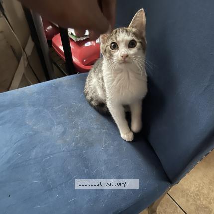 Foto 1/1 IT Chat perdido en Inkster