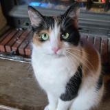 Foto del gato perdido en Beine