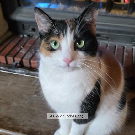 Foto 1/1 Crevette Chat perdido en Beine