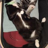 Foto del gato perdido en Saint Chamond