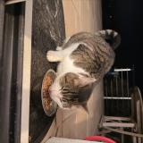 Foto de gato encontrado en Soucelles