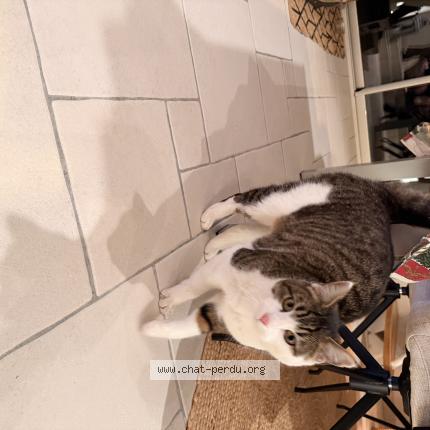 Foto 2/2 Gato encontrado Encontrado en Soucelles