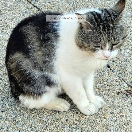 Foto 1/1 Patchwork Chat perdido en Tregueux